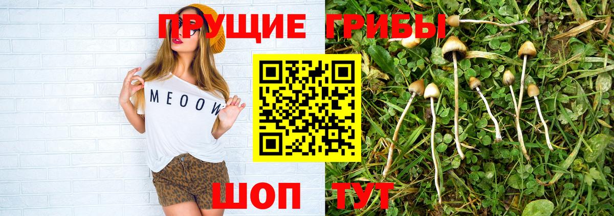 Галлюциногенные грибы Cubensis  Вход с VPN  Галлюциногенные грибы Psilocybine cubensis  Железногорск 
